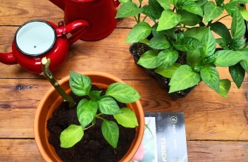 huerto rubano plantas