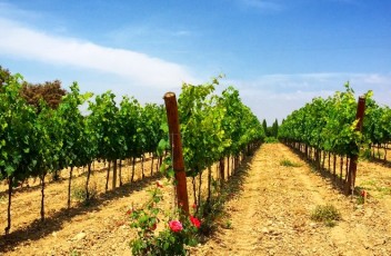 bodegas torres vinedo flor