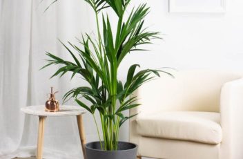 planta kentia de interior