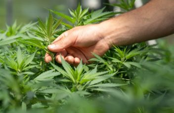 planta marihuana