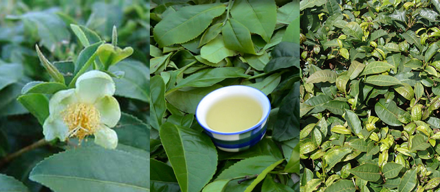 hojas del te tea shop